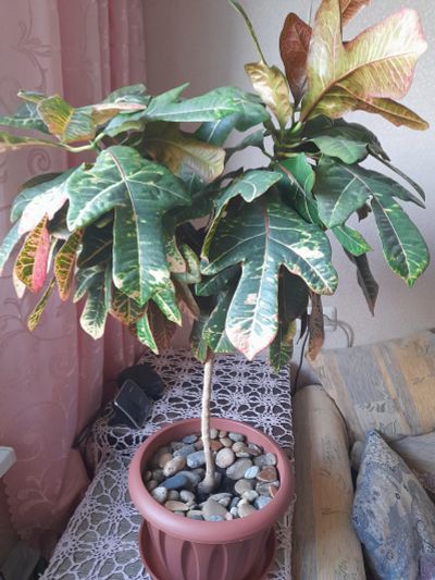 Лот: 25360782. Фото: 1. Кодиеум Кротон огромный шикарный. Горшечные растения и комнатные цветы