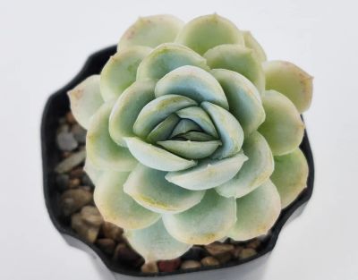 Лот: 18441873. Фото: 1. Эхеверия изящная (Echeveria Zonnestraal... Горшечные растения и комнатные цветы