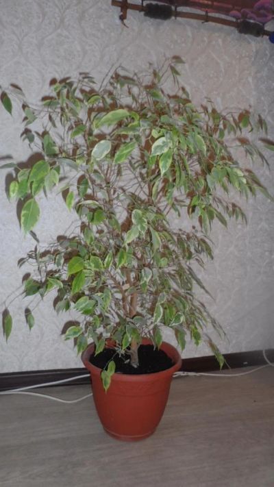 Лот: 3608994. Фото: 1. фикус бенджамина. Горшечные растения и комнатные цветы