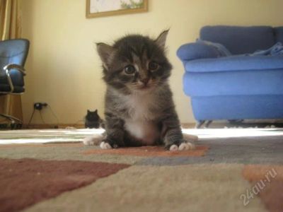 Лот: 934876. Фото: 1. кошечка сибирская. Кошки, котята