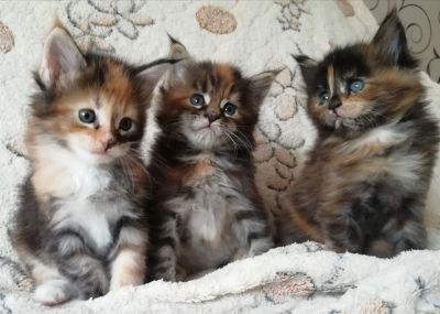 Лот: 13413703. Фото: 1. Мейн-кун. Кошки, котята