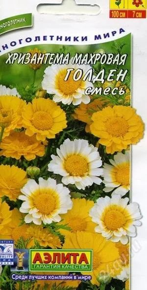 Лот: 1788411. Фото: 1. Продам рассаду хризантемы махровой... Другое (семена, рассада, садовые растения)