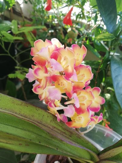 Лот: 16972420. Фото: 1. Орхидея ринхоридес. Горшечные растения и комнатные цветы