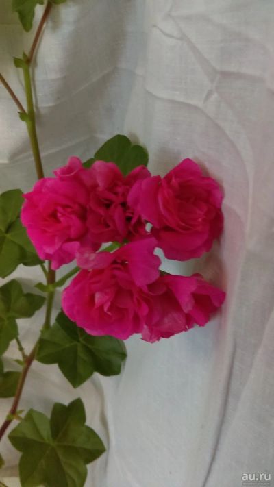 Лот: 13274375. Фото: 1. Пеларгония плющелистная Pink Chart... Горшечные растения и комнатные цветы