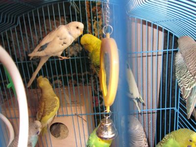 Лот: 4045984. Фото: 1. волнистые попугаи. Птицы
