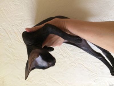 Лот: 13727184. Фото: 1. Котенок Сфинкс обережка. Кошки, котята