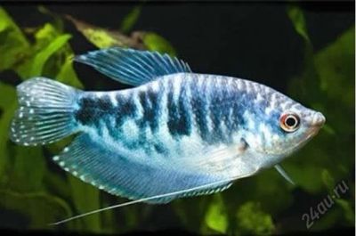 Лот: 16204691. Фото: 1. Гурами мраморный (Trichogaster... Рыбки