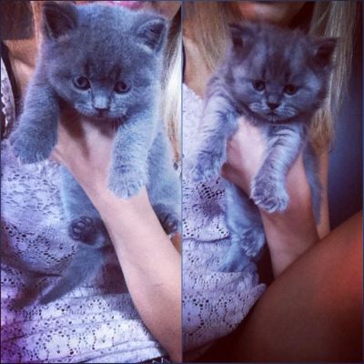 Лот: 4312369. Фото: 1. Ласковый комочек счастья. Кошки, котята