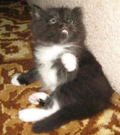 Лот: 865105. Фото: 1. Котейка добрым людям. Остальные животные