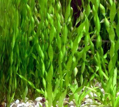 Лот: 6530085. Фото: 1. Валлиснерия спиральная (Vallisneria... Водные растения