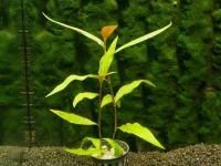 Лот: 7338237. Фото: 1. Polygonum sp. Green. Водные растения