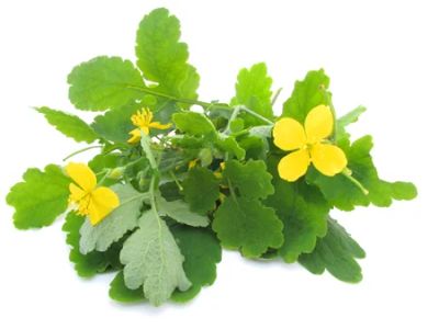 Лот: 5258896. Фото: 1. Чистотел большой (Chelidonium... Другое (красота и здоровье)