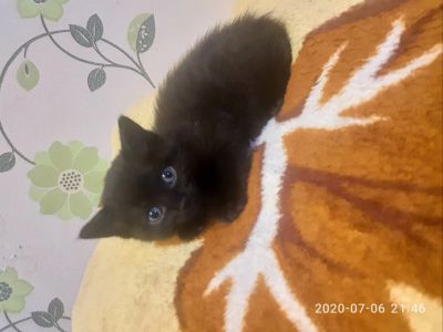 Лот: 16308280. Фото: 1. Кошечка. Кошки, котята