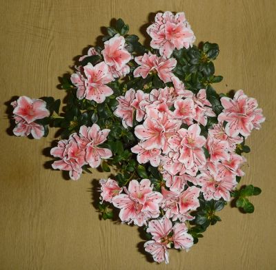 Лот: 4246332. Фото: 1. Азалия (укоренённый черенок). Горшечные растения и комнатные цветы