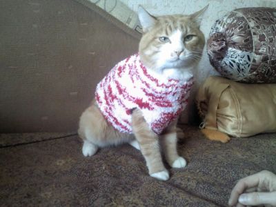 Лот: 7252067. Фото: 1. Кофты для кошек. Ошейники, одежда, конное снаряжение