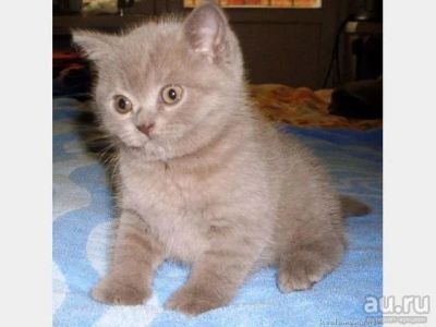 Лот: 10017599. Фото: 1. Шотландский прямоухий котик (окрас... Кошки, котята