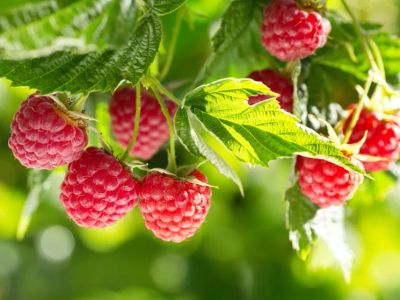 Лот: 23272323. Фото: 1. Малина. Другое (красота и здоровье)