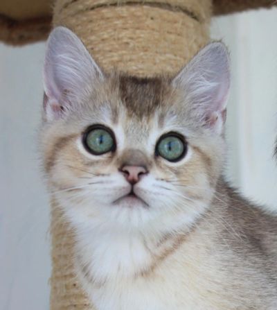 Лот: 7790962. Фото: 1. Золотой мальчик-британчик Тигруля. Кошки, котята