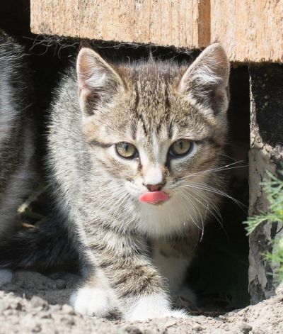 Лот: 9879517. Фото: 1. Шикарный котофан НАЙС. Кошки, котята