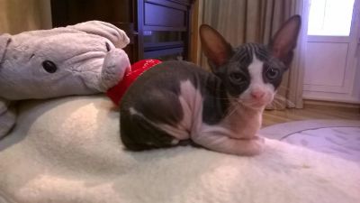 Лот: 4877909. Фото: 1. Донские сфинксы. Кошки, котята