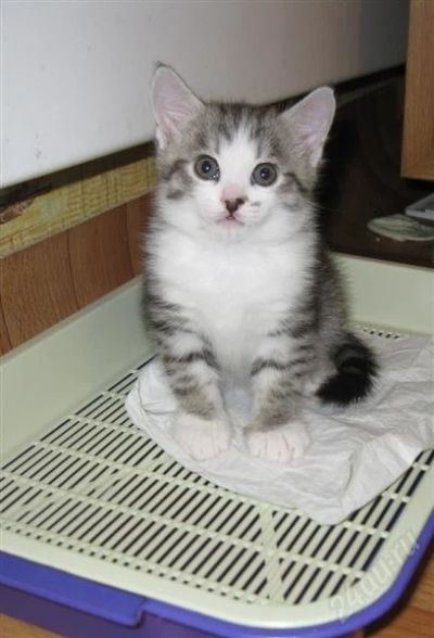 Лот: 2829748. Фото: 1. Котенок №1 мальчик ...А если порою... Кошки, котята