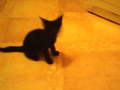 Лот: 4270215. Фото: 1. Котятки черного окраса . Кошки, котята