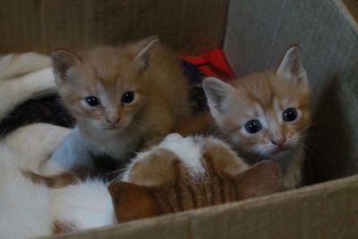 Лот: 8252143. Фото: 1. Рыжик. Кошки, котята