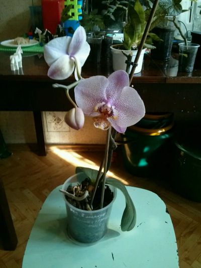 Лот: 7645466. Фото: 1. Орхидея изумительно-нежной расцветки. Горшечные растения и комнатные цветы