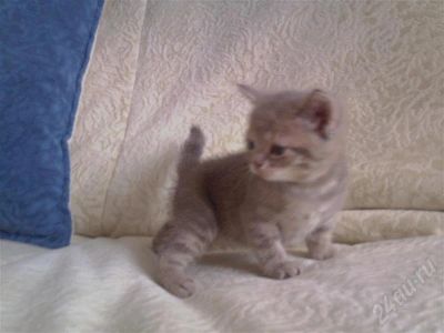 Лот: 552248. Фото: 1. Продам британских котят. Остальные животные