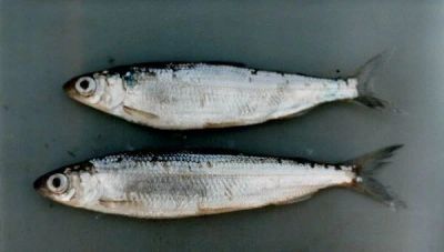 Лот: 8774096. Фото: 1. Тугунок, крупный вкусный икряной. Икра, рыба, морепродукты