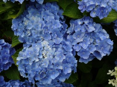 Лот: 3887719. Фото: 1. Гортензия крупнолистная Бодензи... Другое (семена, рассада, садовые растения)