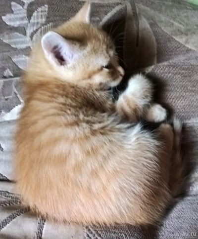 Лот: 13708832. Фото: 1. Котята. Кошки, котята