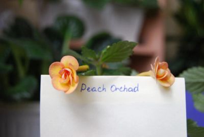 Лот: 10593940. Фото: 1. ахименес Peach orchard. Горшечные растения и комнатные цветы
