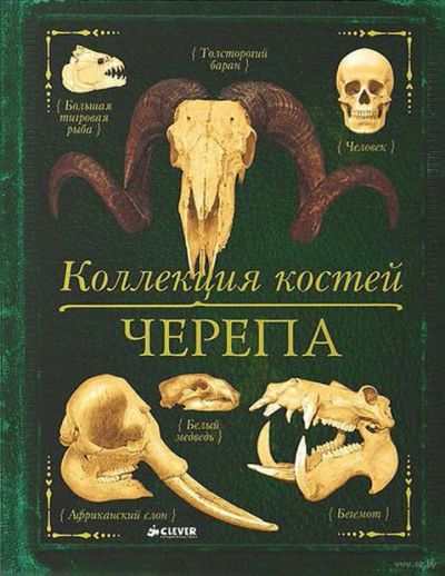 Лот: 7020524. Фото: 1. Коллекция костей черепа. Познавательная литература