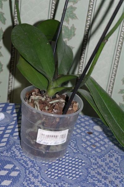Лот: 2957440. Фото: 1. орхидея фаленопсис 2. Горшечные растения и комнатные цветы