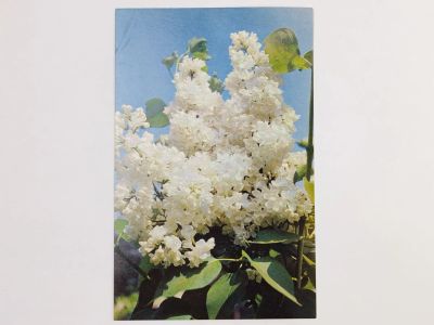 Лот: 23296762. Фото: 1. Сирень. Мадам Казимир Перье. Открытка... Открытки, конверты