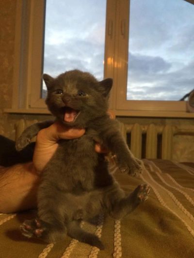 Лот: 4548776. Фото: 1. котята бесплатно! мальчики,девочки. Кошки, котята