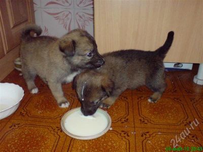 Лот: 344735. Фото: 1. Щеночки в добрые руки!!!. Остальные животные