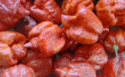 Лот: 13934049. Фото: 1. Семена перца Trinidad Moruga Scorpion... Овощи