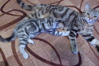 Лот: 13937780. Фото: 1. шотландская вислоухая. Кошки, котята