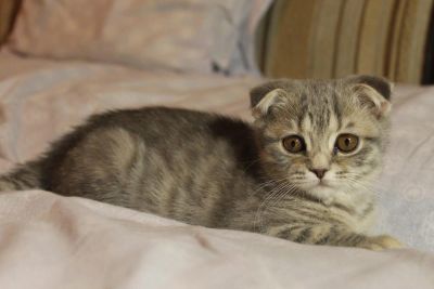 Лот: 10685691. Фото: 1. Шотландская кошечка с документами. Кошки, котята