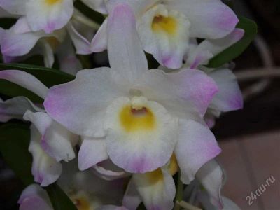Лот: 1774319. Фото: 1. Орхидея дендробиум нобиле. Горшечные растения и комнатные цветы