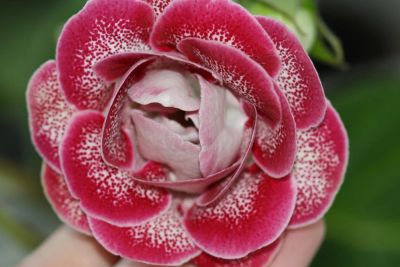 Лот: 3103736. Фото: 1. Глоксиния 50 (цветущая). Горшечные растения и комнатные цветы