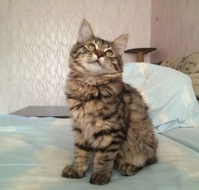Лот: 8935080. Фото: 1. котята курильского бобтейла. Кошки, котята