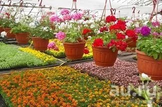 Лот: 8959526. Фото: 1. Рассада цветов к посадочному сезону... Садовые цветы