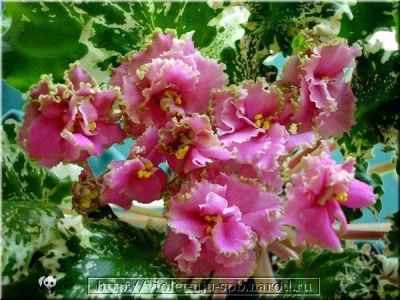 Лот: 2760674. Фото: 1. укорененный лист фиалки Gemcraft... Горшечные растения и комнатные цветы