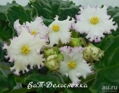 Лот: 8484192. Фото: 1. Продам лист сортовой фиалки ВаТ-Белоснежка. Горшечные растения и комнатные цветы