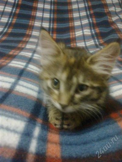 Лот: 1805941. Фото: 1. Няша - прекрасная кошечка, хорошим... Кошки, котята