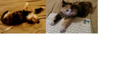 Лот: 3237470. Фото: 1. Котенок трехцветный 2 месяца... Кошки, котята