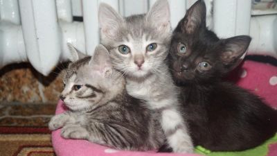 Лот: 7251395. Фото: 1. котята. Кошки, котята
